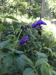Geranium platyanthum