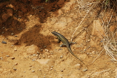 Trachylepis comorensis