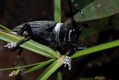 Sternotomis thomsonii