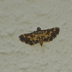 Eurrhyparodes tricoloralis