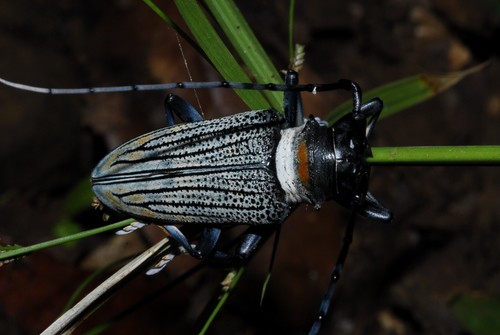 Sternotomis thomsonii