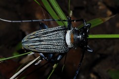 Sternotomis thomsonii