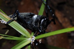 Sternotomis thomsonii