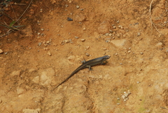 Trachylepis comorensis