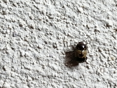 Cryptocephalus irroratus