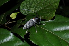 Sternotomis thomsonii