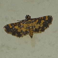 Eurrhyparodes tricoloralis