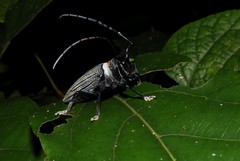 Sternotomis thomsonii