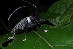 Sternotomis thomsonii