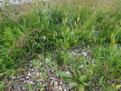Lepidium latifolium