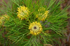 Isopogon anethifolius