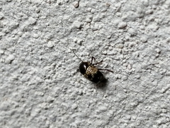 Cryptocephalus irroratus