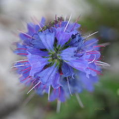 Echium vulgare vulgare