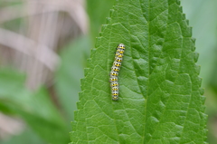 Cucullia scrophulariae