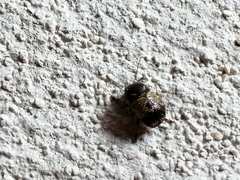 Cryptocephalus irroratus