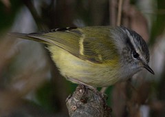 Phylloscopus maculipennis