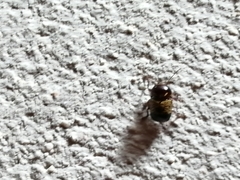 Cryptocephalus irroratus