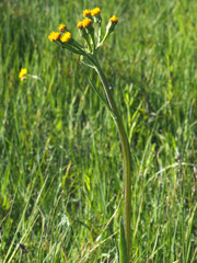 Tephroseris helenitis