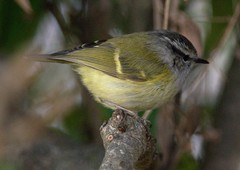 Phylloscopus maculipennis