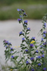 Echium vulgare vulgare