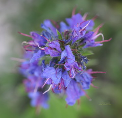 Echium vulgare vulgare