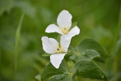 Image of Kamchatka Trillium (Trillium camschatcense) by (c) Валерия Ковалева, some rights reserved (CC BY)