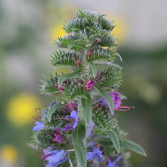 Echium vulgare vulgare