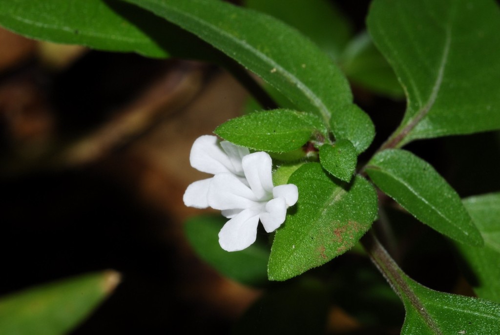 Phaulopsis verticillaris