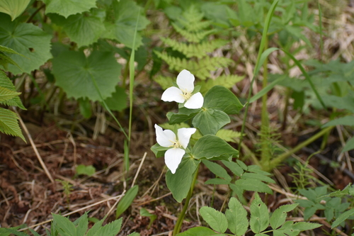 Image of Trillium camschatcense by (c) Валерия Ковалева, some rights reserved (CC BY)