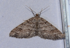 Melanolophia imitata