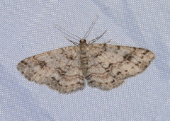 Melanolophia imitata