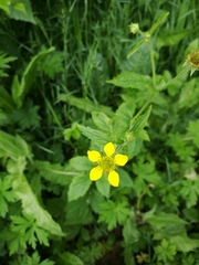 Geum urbanum