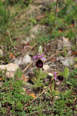 Ophrys bertolonii benacensis
