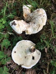 Lactifluus bertillonii
