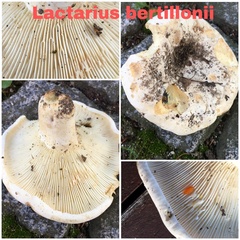 Lactifluus bertillonii