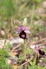 Ophrys bertolonii benacensis