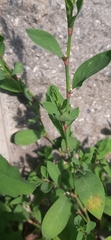 Polygonum aviculare