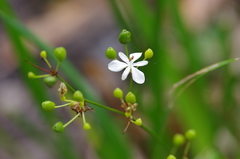Libertia