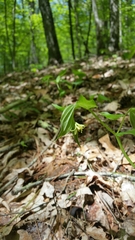 Prosartes lanuginosa