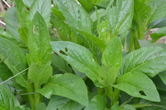 Cucullia scrophulariae