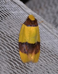 Heterallactis euchrysa