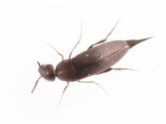 Mordellistenula perrisi