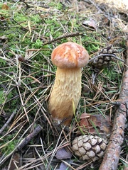 Aureoboletus projectellus