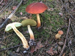 Aureoboletus projectellus