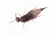 Mordellistenula perrisi