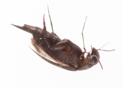 Mordellistenula perrisi