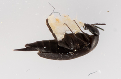 Mordellistenula perrisi