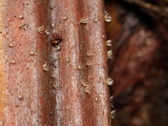 Hispidula dicksoniae