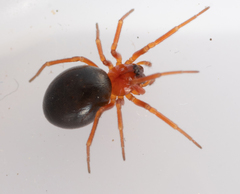 Hypomma bituberculatum