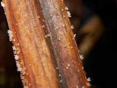 Hispidula dicksoniae